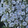 Veronica gentianoides 'Blue Streak' / Seeds