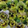 Viola x wittrockiana 'Envy' / Pansy / Seeds