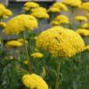 Achillea filipendulina ‘Cloth of Gold’ / Yarrow / Seeds