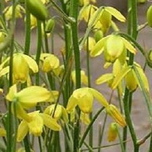 Albuca shawii / Summer Flowering Bulb / Seeds