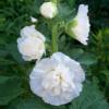 Alcea rosea 'Chater's White' / Hollyhock / Seeds