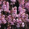 Antirrhinum majus 'Bronze Dragon' / Dwarf Snapdragon / Seeds