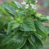 Basil 'Lush Lemon'  / Lemon Basil / Seeds