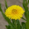 Calendula officinalis 'Ollioules Yellow' / English Marigold / Seeds