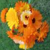 Calendula officinalis 'Cornucopia Mix' / English Marigold / Seeds