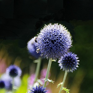 Echinops bannaticus 'Blue Glow' / Blue Globe Thistle / Seeds