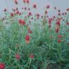 Gomphrena haageana 'Strawberry Fields' / Globe Amaranth / Seeds