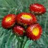 Helichrysum or Xerochrysum bracteatum 'Fireball' / Everlastings / Seeds