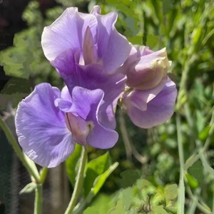 Sweet Pea ‘Spencer Leamington Bright Lilac’ / Lathyrus odoratus / Climber / Seeds
