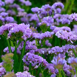 Limonium sinuatum 'Lavender Blue’ / Statice or Sea Lavender / Seeds