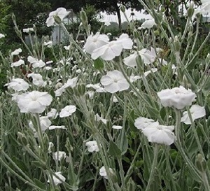 Lychnis coronaria ‘Alba’ / White Rose Campion / Seeds