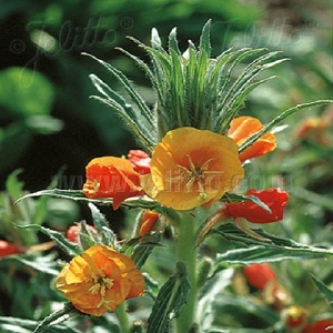 Oenothera versicolor 'Sunset Boulevard' / Evening Primrose / Seeds