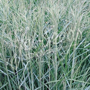 Panicum virgatum 'Blue Giants' /  Switch Grass / Ornamental Grass / Seeds