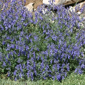 Teucrium orientale / Oriental Germander / Seeds