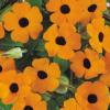 Thunbergia alata 'Orange Wonder' / Black Eyed Susan / Climber / Seeds