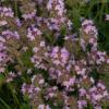 Thymus serpyllum / Creeping Thyme / Seeds