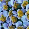 Viola hybrida 'Miniola Heart Ice Blue' / Pansy / Seeds