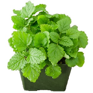 Melissa officinalis / Lemon Balm / Herbal Tea & Culinary Herb / Seeds