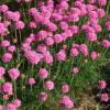 Armeria maritima 'Splendens' / Seathrift / Seeds