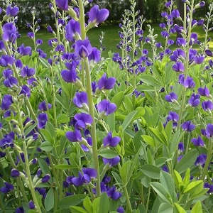 Baptisia australis 'Caspian Blue' / Blue False Indigo / Seeds