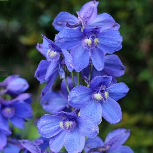 Delphinium Belladonna 'Bellamosum Dark Blue' / Larkspur / Seeds