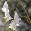 Dierama pulcherrimum 'Album' / White Angel's Fishing Rod / Seeds