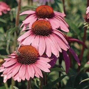 Three new First Year Flowering Perennials to try