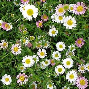 Erigeron karvinskianus 'Stallone' / Mexican Fleabane / Seeds