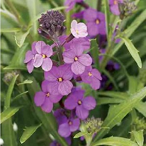 Erysimum linifolium 'Little Kiss Lilac' / Perennial Wallflower / Seeds