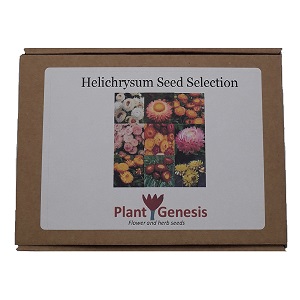 Helichrysum Seed Selection / Everlastings / Box Set