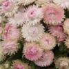 Helichrysum or Xerochrysum bracteatum 'Silvery Rose' / Everlastings / Seeds