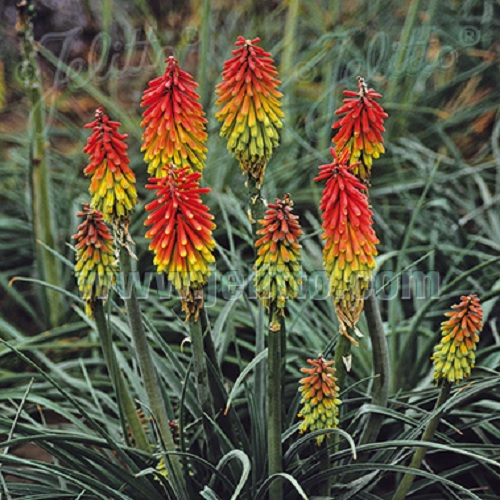 Kniphofia hirsuta 'Traffic Lights' / Red Hot Poker / Seeds