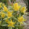 Leucadendron floridum / Flats Conebush / Seeds