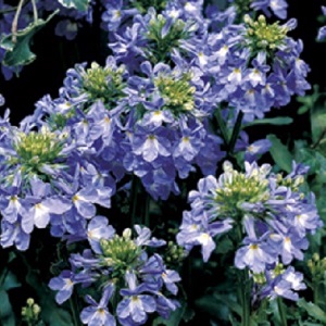 Lobelia valida / Intense blue flowers / Seeds