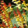 Mina lobata 'Exotic Love' or Ipomoae lobata / Spanish Flag  / Climber / Seeds