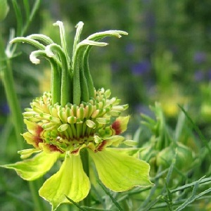Nigella orientalis 'Transformer'  / Yellow Fennel Flower / Seeds
