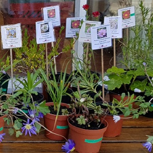 Plants at the Veryan & Portloe Store