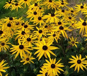 Rudbeckia fulgida 'Goldsturm' / Coneflower / Seeds