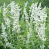 Salvia farinacea 'Victoria White' / Mealy Cup Sage / Seeds