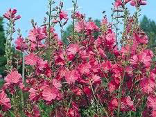 Sidalcea hybrida 'Party Girl' / Seeds