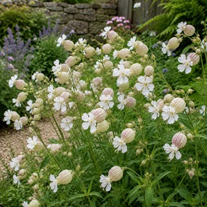 Silene vulgaris / Bladder Campion / British Wildflower / Seeds