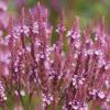 Verbena hastata 'Pink Spires' / Vervain / Seeds