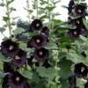 Alcea rosea 'Nigra' or 'The Watchman' / Black Hollyhock / Seeds