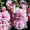 Alcea rosea 'Apple Blossom' /  Hollyhock / Seeds