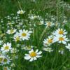 Anthemis arvensis / Corn Chamomile / British Wildflower / Seeds