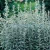 Artemisia ludoviciana / Prairie Sage / Herb / Seeds