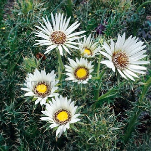 Berkheya cirsiifolia / African Daisy / Seeds