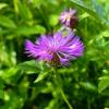 Centaurea scabiosa / Greater Knapweed / Perennial Cornflower / Seeds