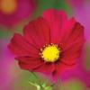 Cosmos bipinnatus 'Dazzler' / Seeds