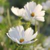 Cosmos bipinnatus 'Purity' / Seeds